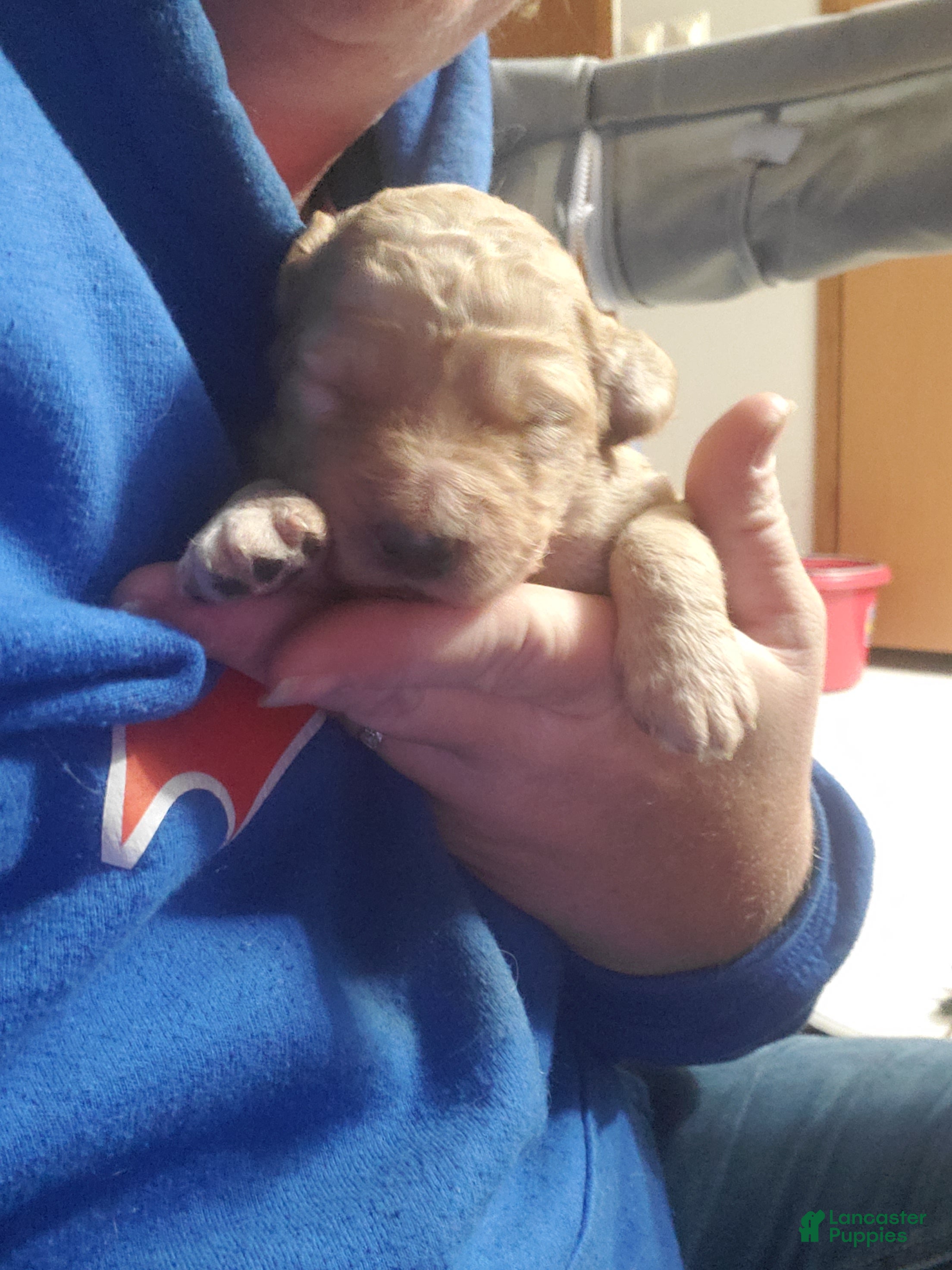 Goldendoodle dogs Goldendoodle Puppy 3 - Ad 12