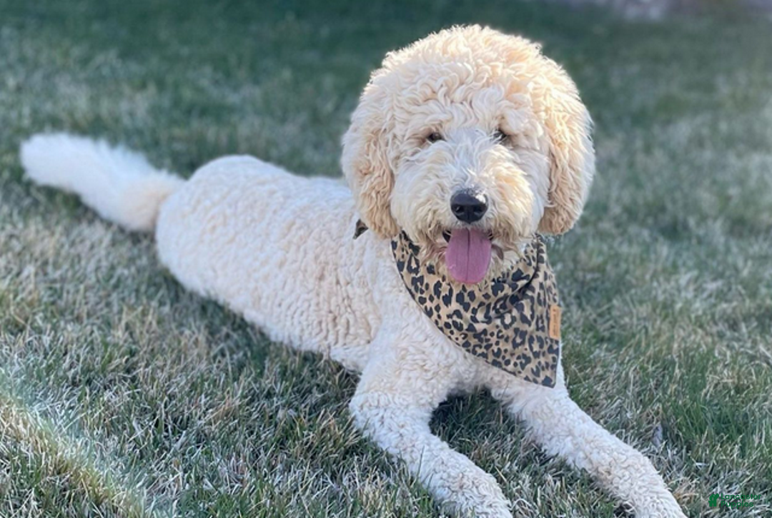 Bernedoodle dogs for sale: Vollie - Ad 5