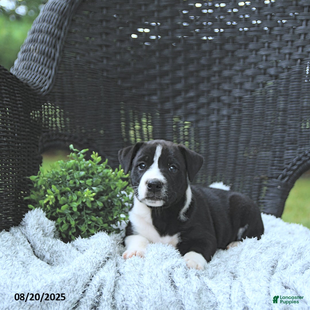 Mixed Breed dogs for sale: Konnor - Ad 10