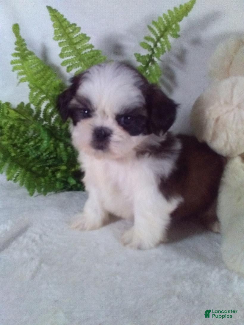 Shih Tzu dogs Baxter - Ad 22