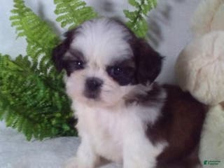 Shih Tzu dogs Baxter - Ad 16