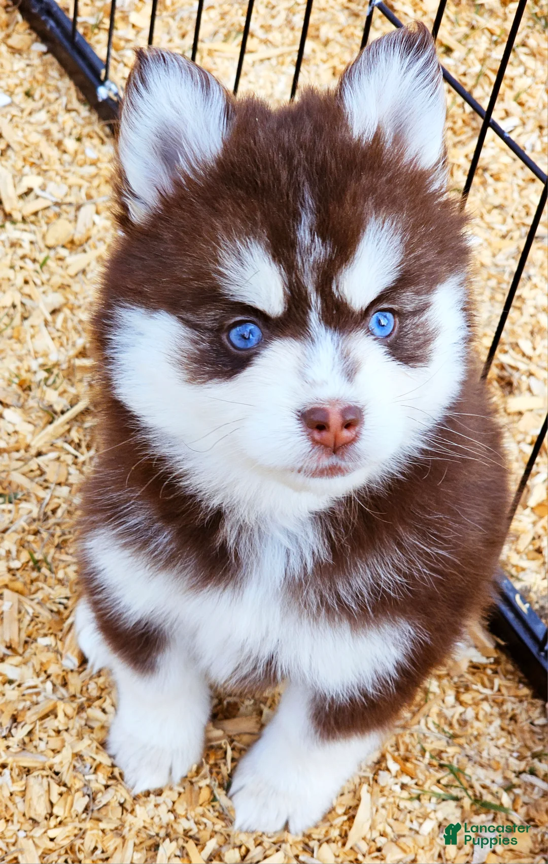 Pomsky dogs for sale: Scarlett  - Ad 5