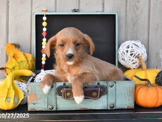 Mixed Breed dogs Twila - Ad 6