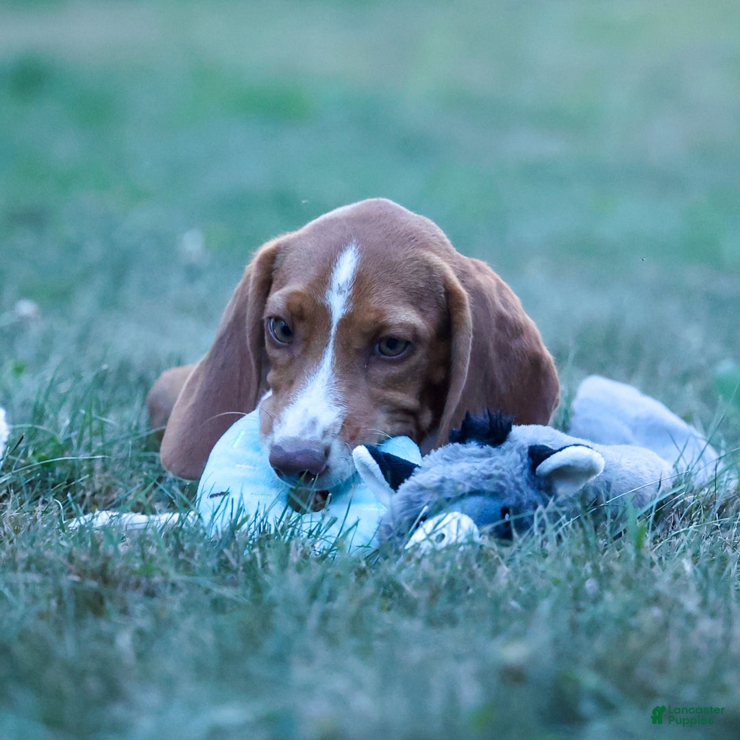 Corgi Beagle Poodle Mix Corgipoo Puppies For Sale Lancaster Puppies