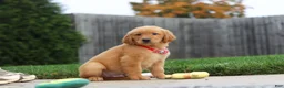Golden Retriever dogs for sale: Maverick — Your New Golden Best Friend! 🐾 - Ad 5
