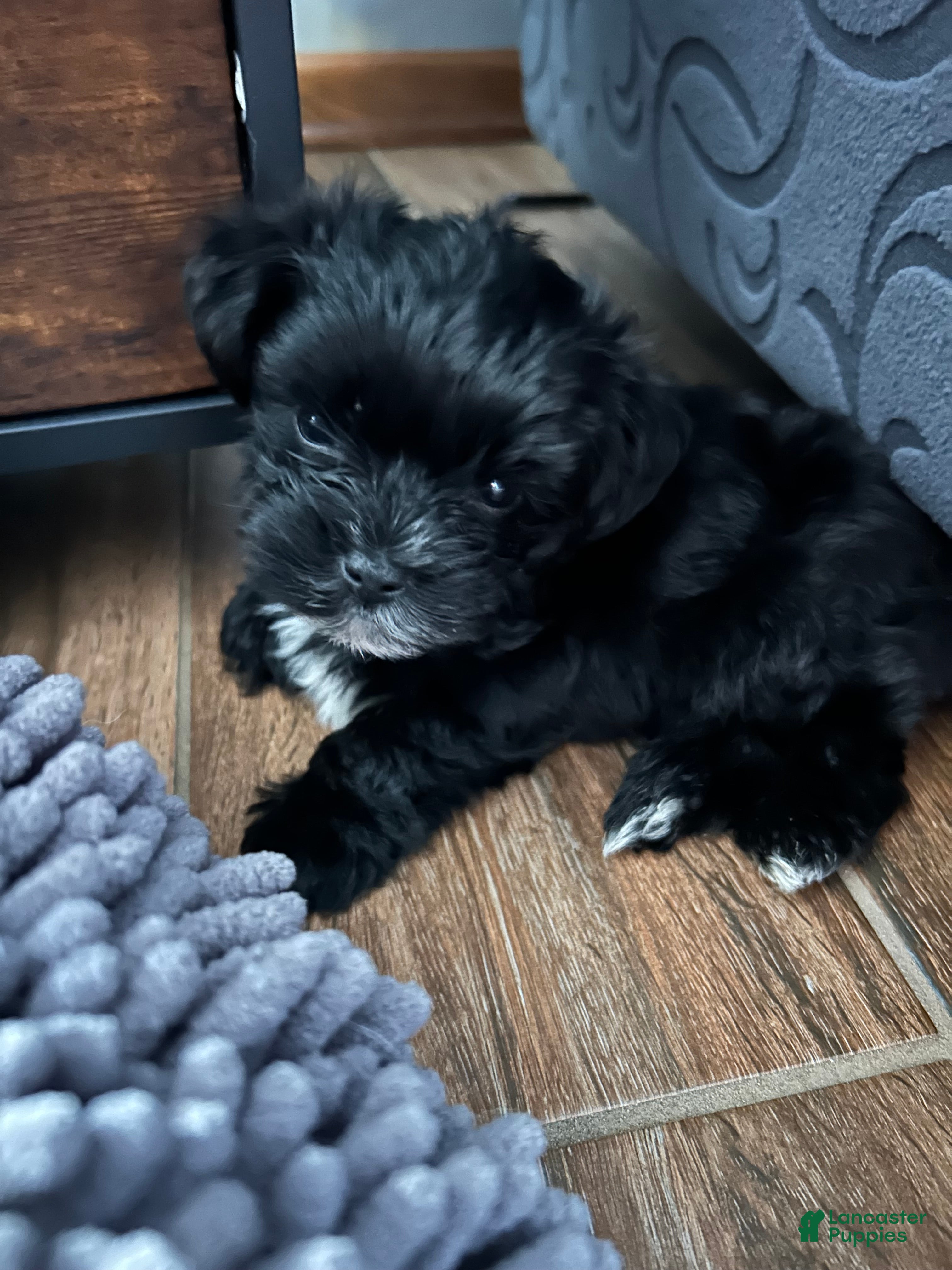Yorkshire Terrier dogs Yorkshire Terrier 1 - Ad 40