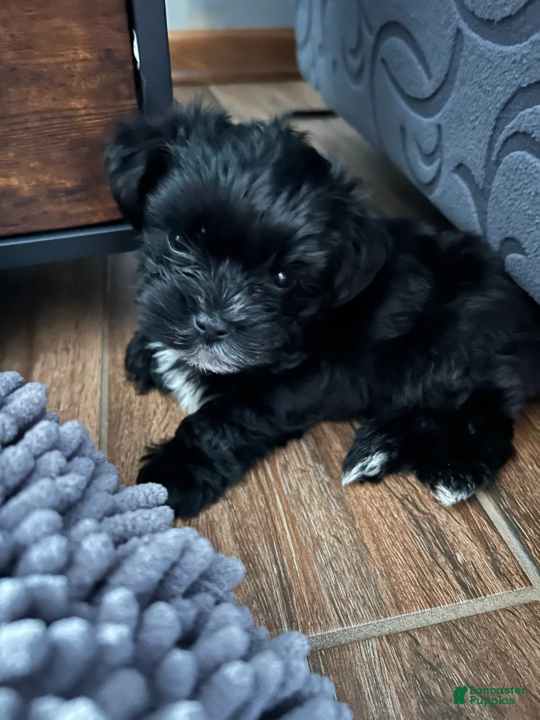 Yorkshire Terrier dogs for sale: Yorkshire Terrier 1 - Ad 2