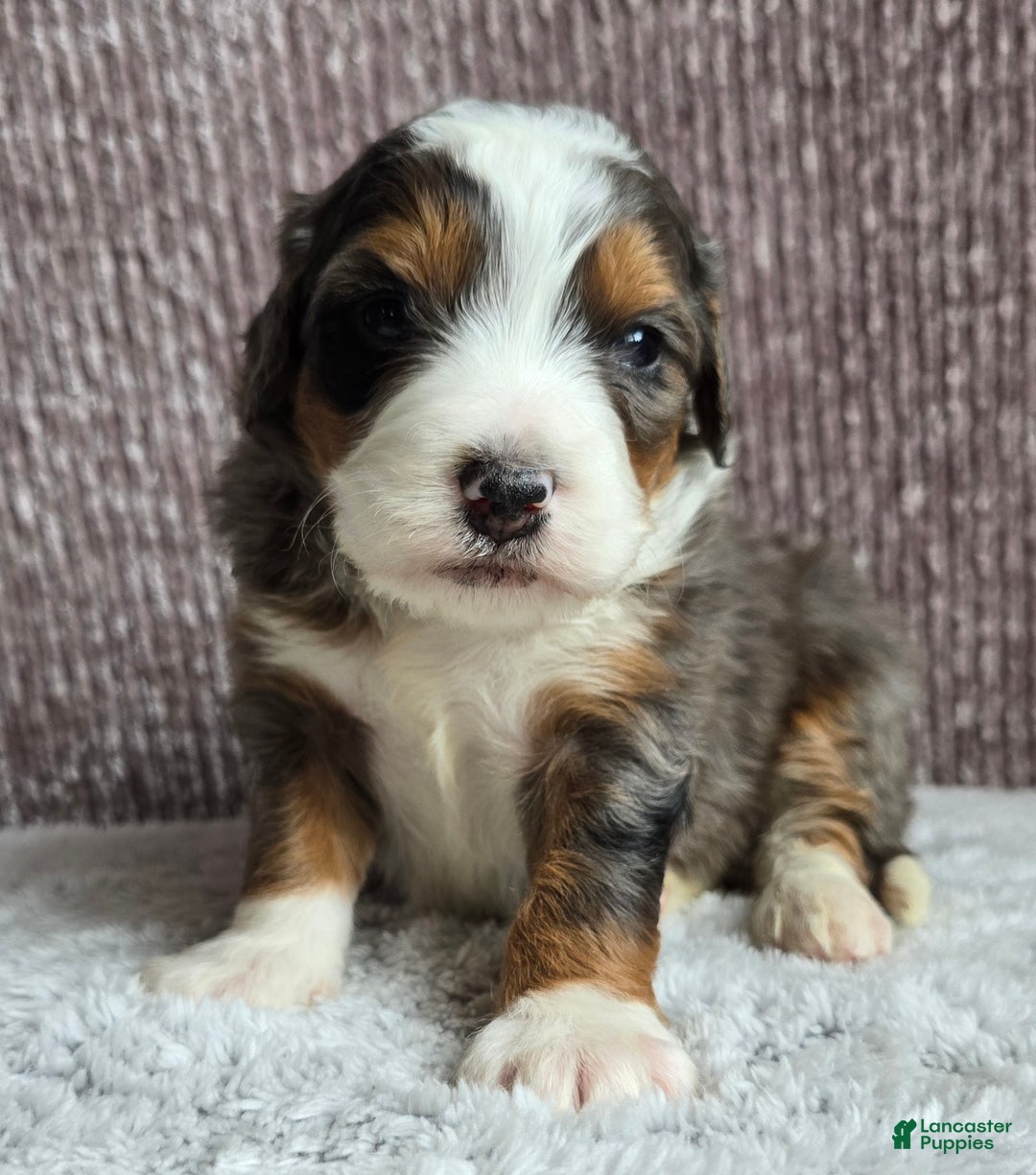 Mini Bernedoodle dogs for sale: Mini Alfie - Ad 4