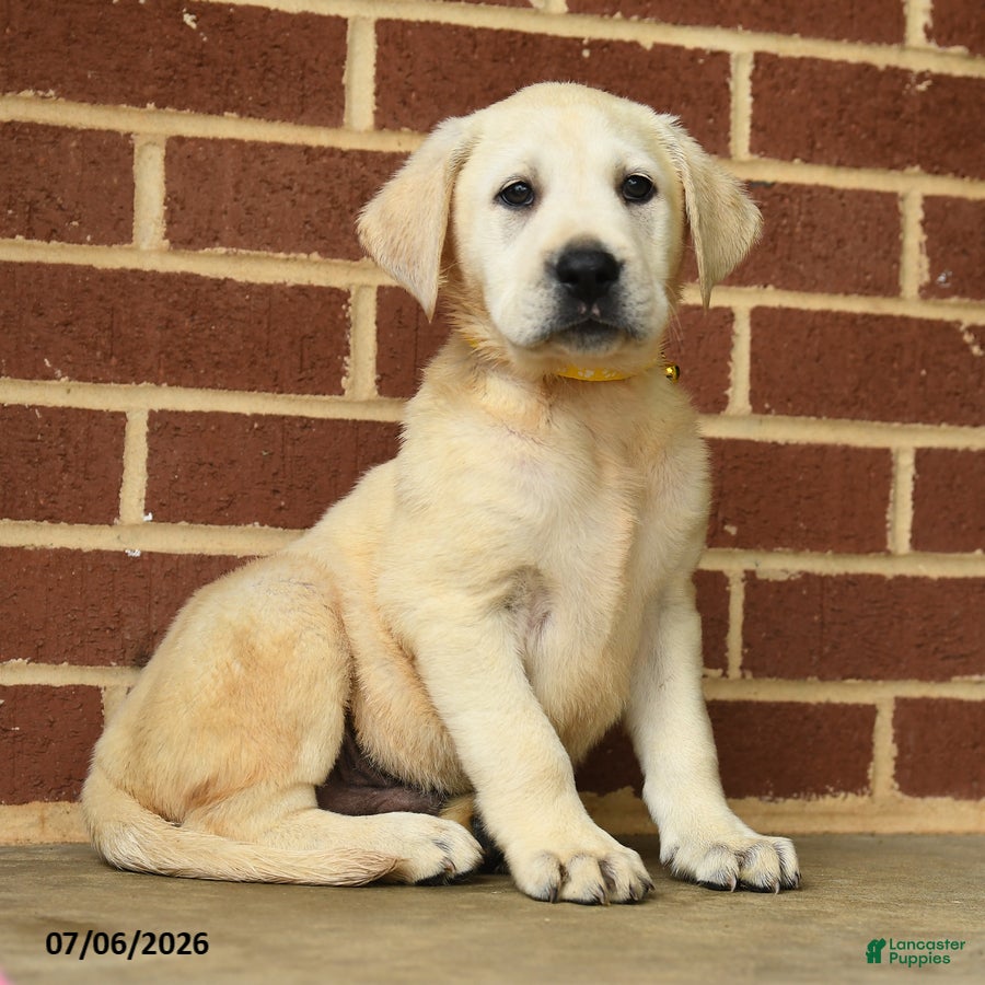 Labrador Retriever dogs Buster - Ad 1
