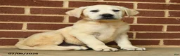 Labrador Retriever dogs for sale: Buster - Ad 1