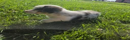 Mixed Breed dogs for sale: Teddy - Ad 3