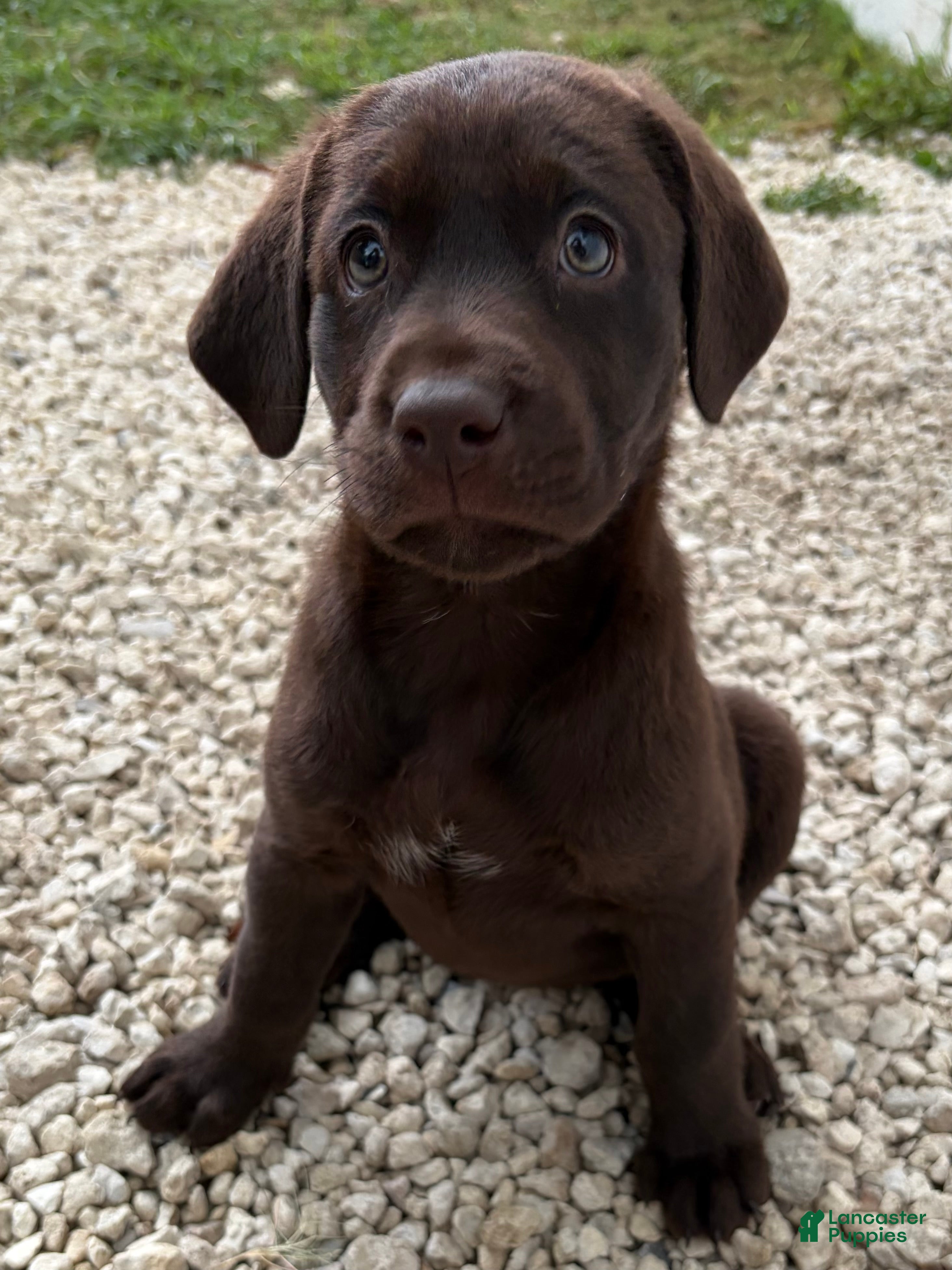 Labrador Retriever dogs Labrador Retriever Puppy 4 - Ad 2