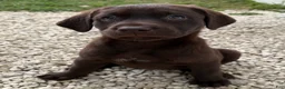 Labrador Retriever dogs for sale: Labrador Retriever Puppy 4 - Ad 2