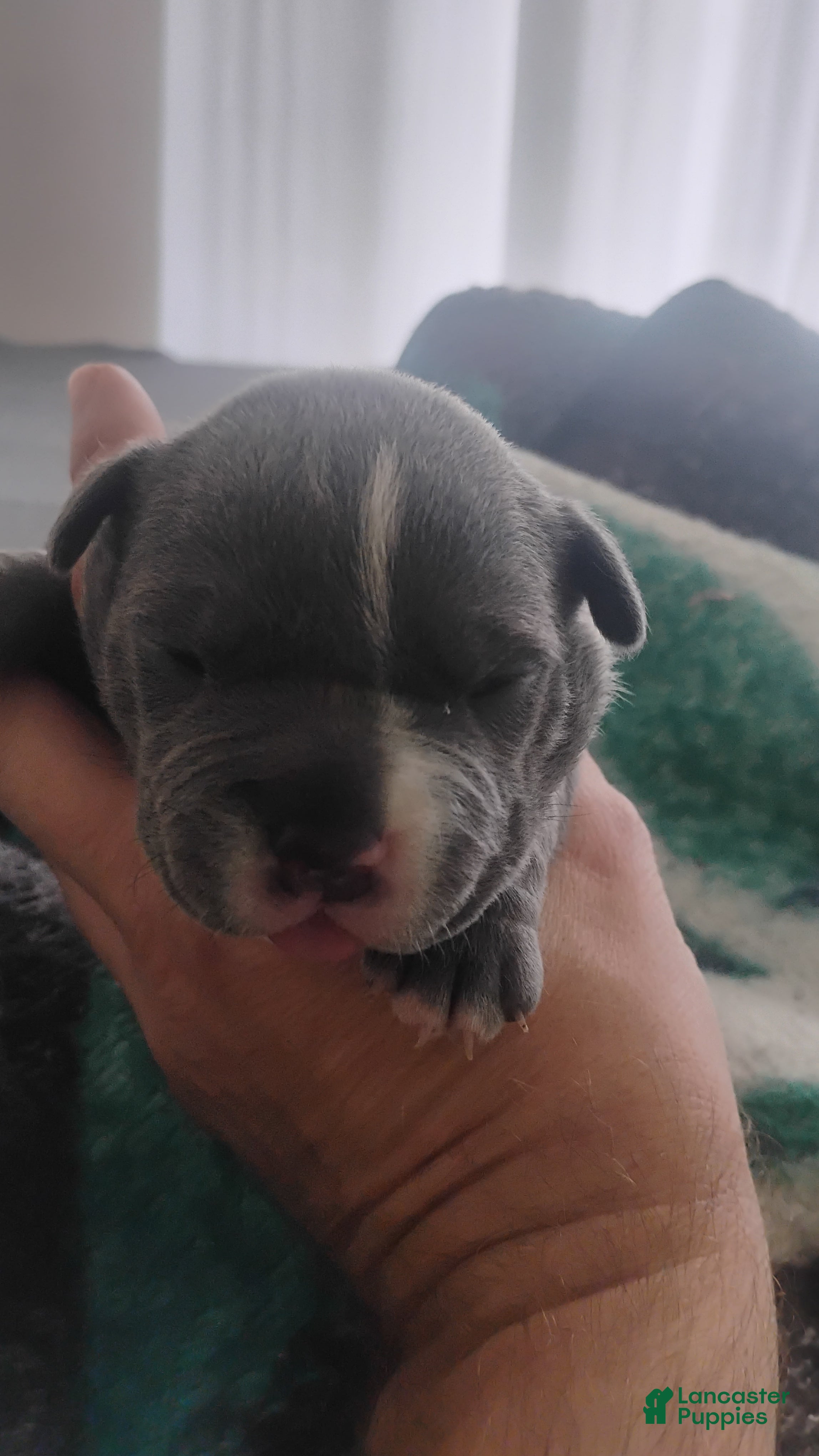 American Bully dogs American Bully 3 - Ad 12