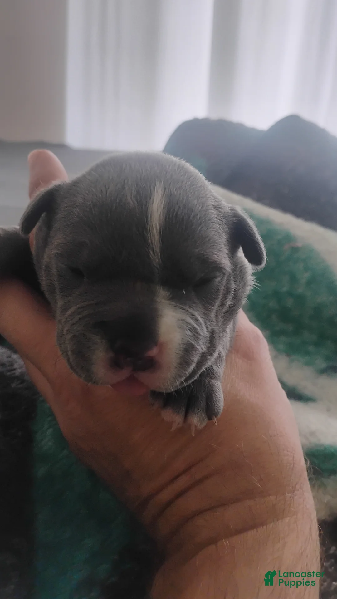 American Bully dogs for sale: American Bully 3 - Ad 1