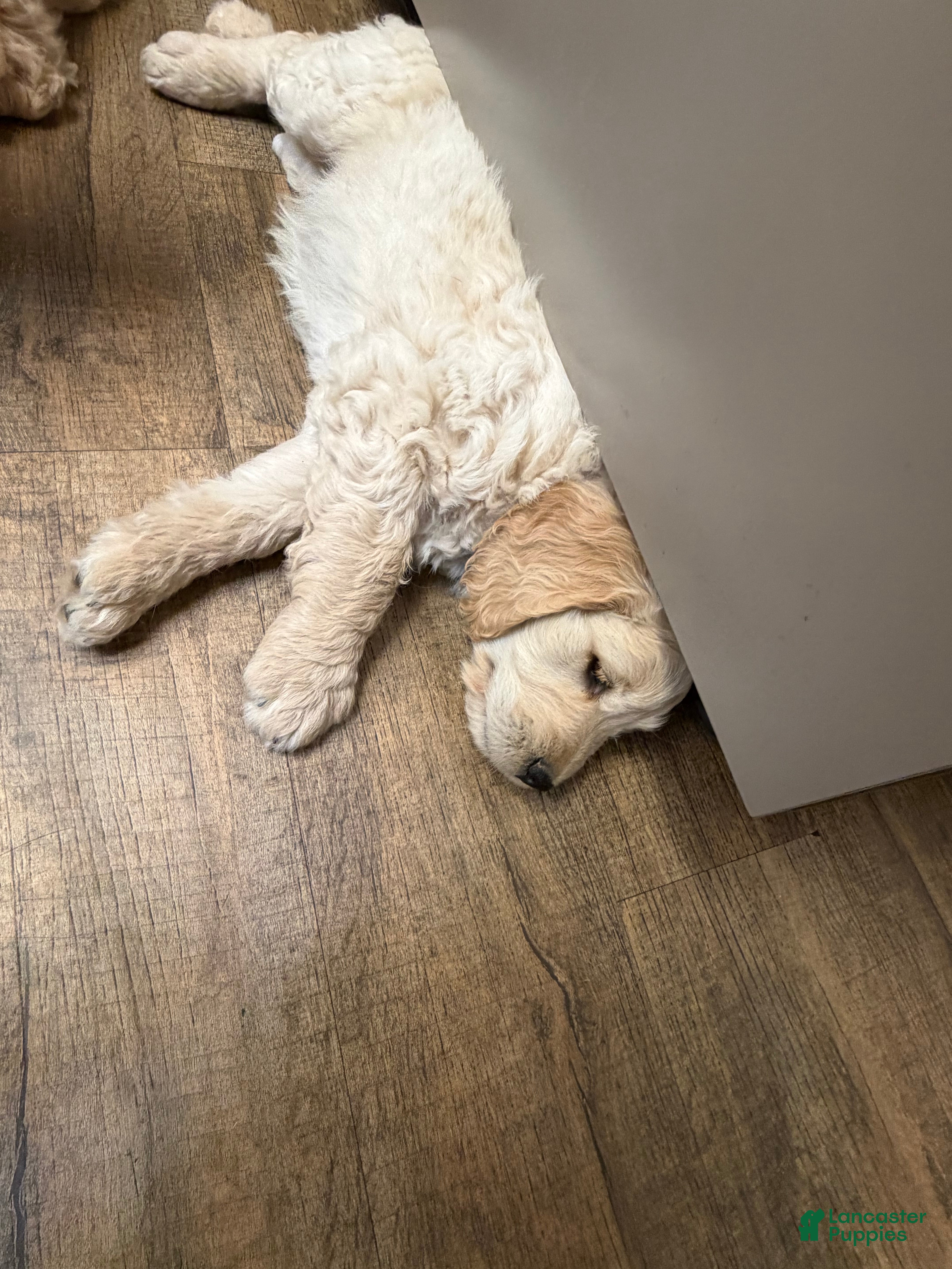 Goldendoodle dogs Precious  - Ad 2
