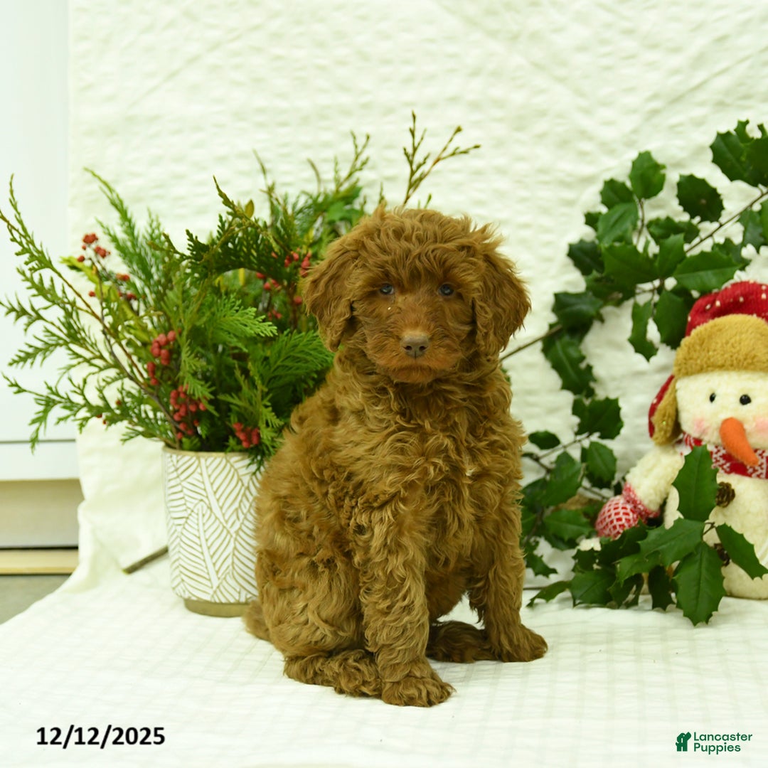 Goldendoodle dogs for sale: Kerrie - Ad 5