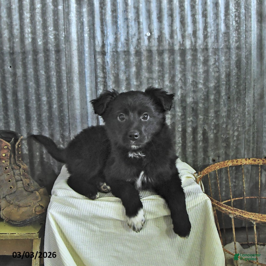Mixed Breed dogs Dallas - Ad 1