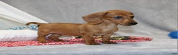 Miniature Dachshund dogs for sale: Button - Ad 8