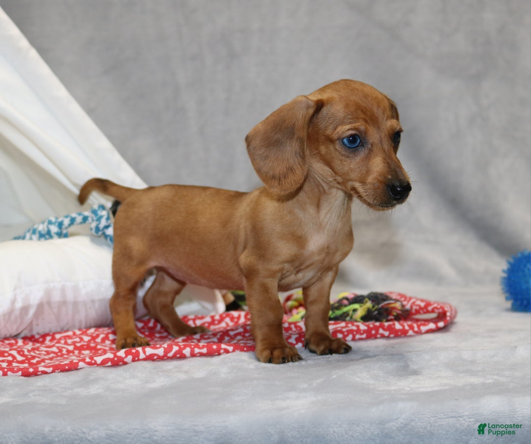 Miniature Dachshund dogs for sale: Button - Ad 8
