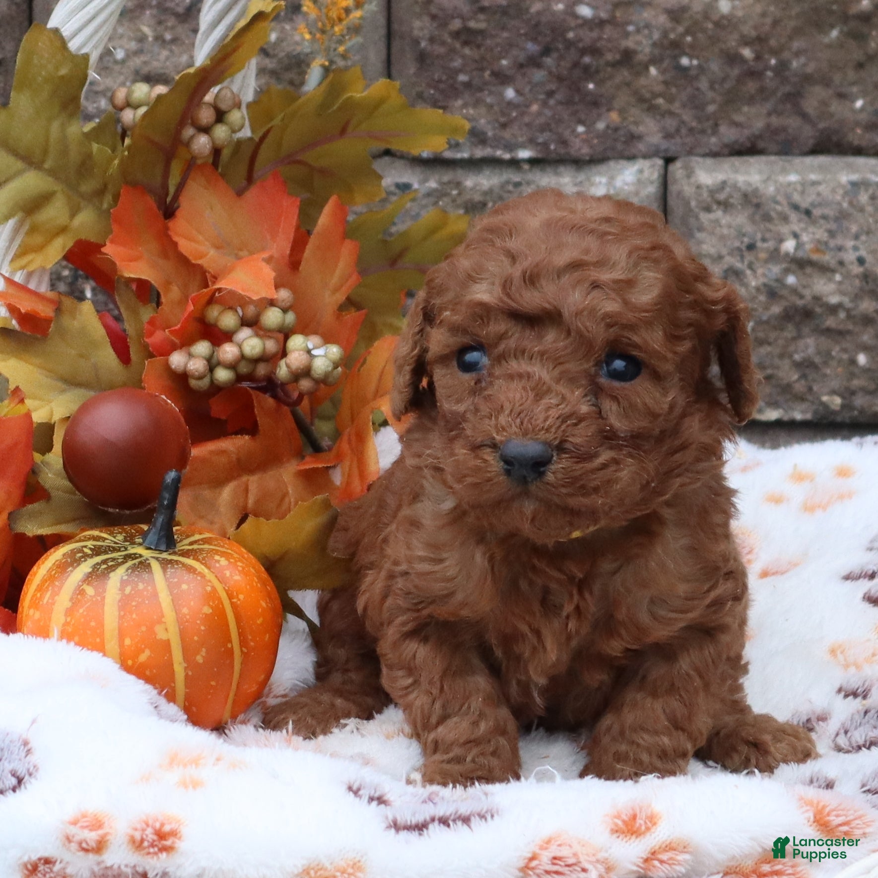 Mini Goldendoodle dogs Amber  - Ad 4