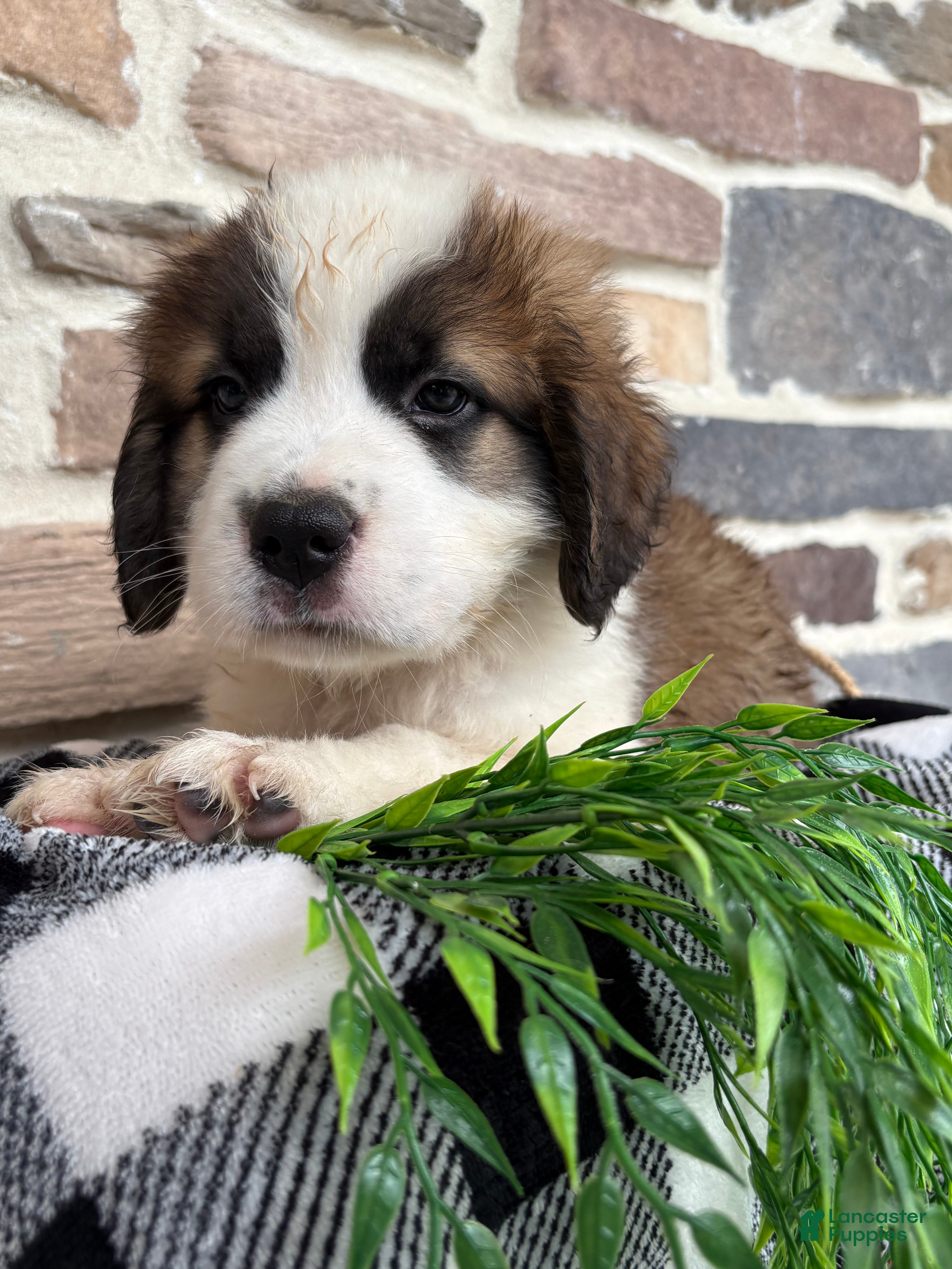 Saint Bernard dogs Honda - Ad 1