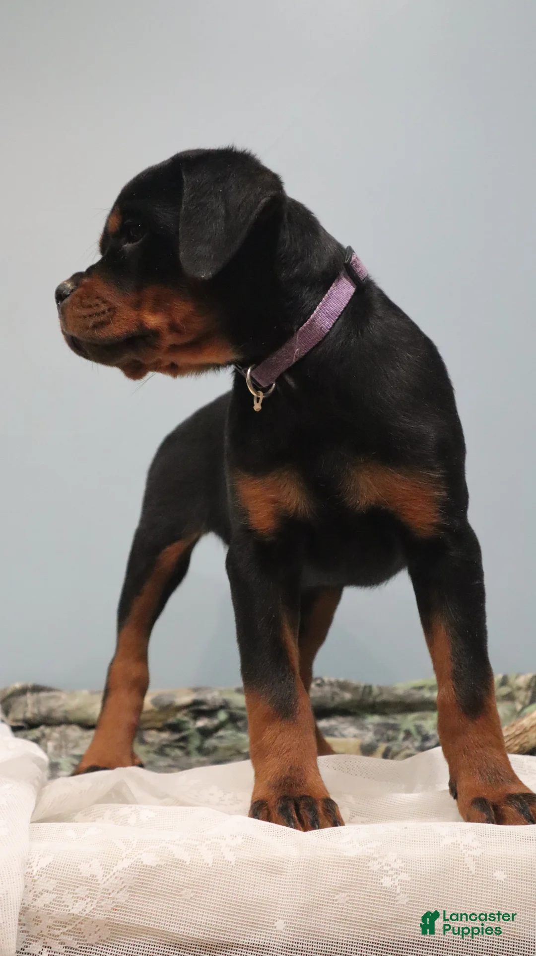 Rottweiler dogs for sale:  Ainsley - Ad 1