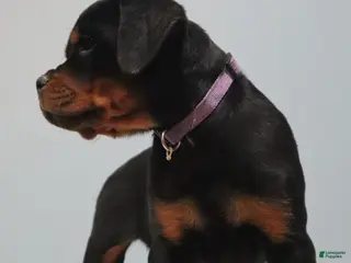 Rottweiler dogs Ainsley - Ad 16