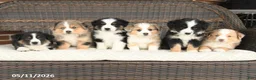 Miniature Australian Shepherd dogs for sale: Shasta - Ad 5