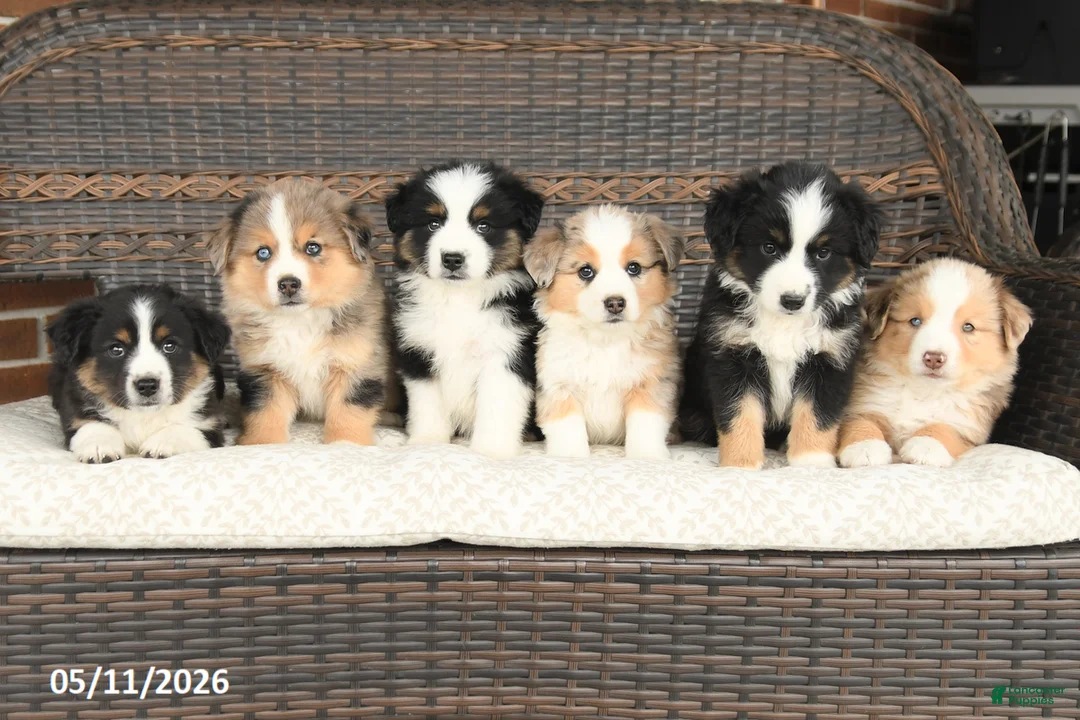 Miniature Australian Shepherd dogs for sale: Shasta - Ad 5