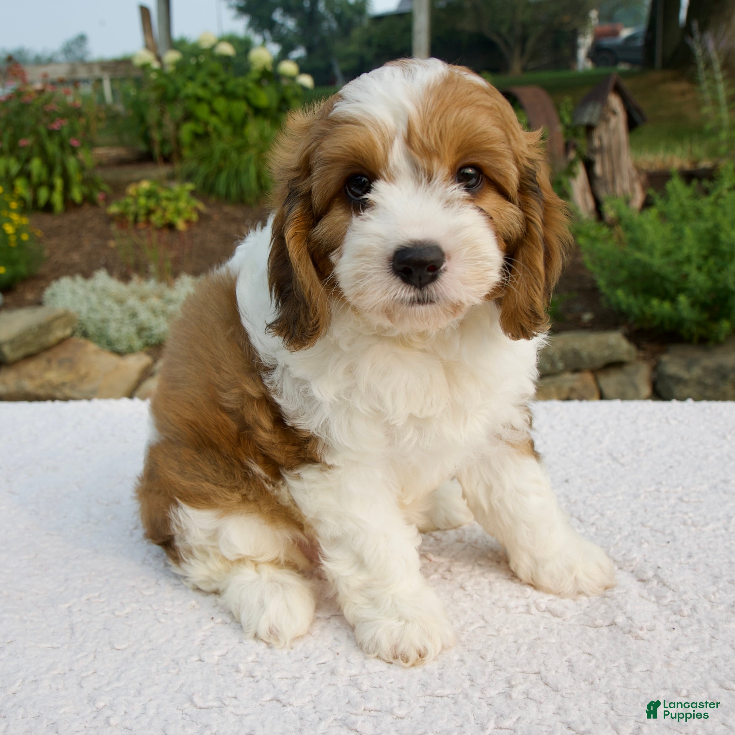 Cavapoo dogs Ila - Ad 2