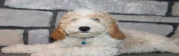 Mini Goldendoodle dogs for sale: Mini Ziggy - Ad 7