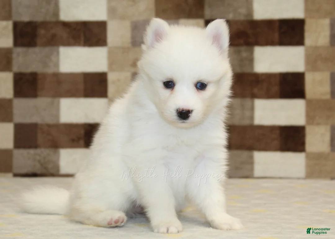 Pomsky dogs for sale: Jessie - Ad 4