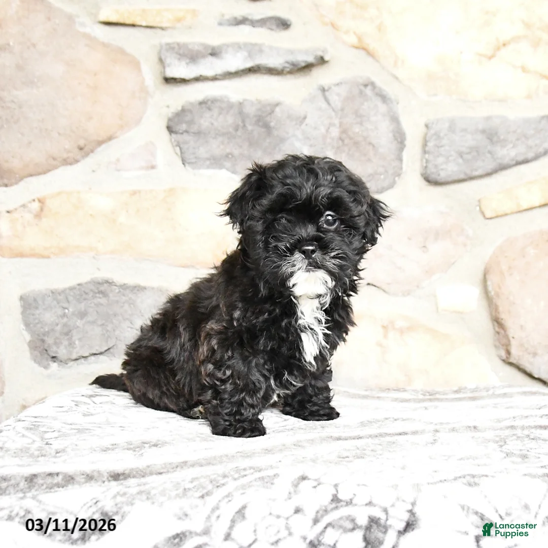 Teddy Bear dogs for sale: Teddy - Ad 1