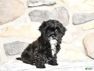 Teddy Bear dogs for sale: Teddy - Ad 1