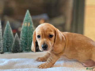 Miniature Dachshund dogs Buddy - Ad 5