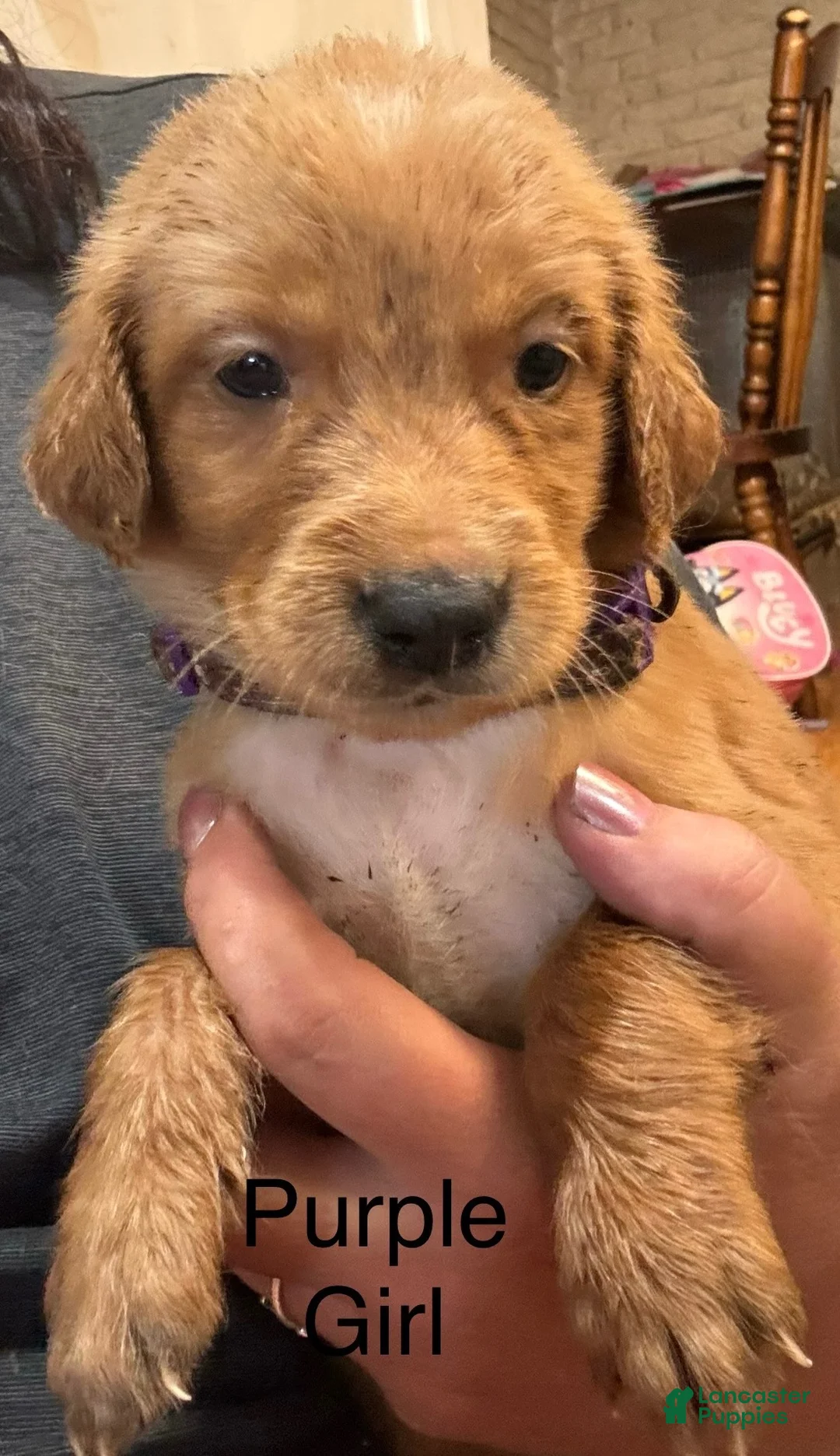 Golden Retriever dogs for sale: Purple Golden Retriever 3 - Ad 1