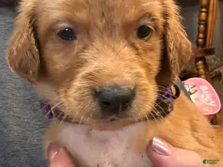 Golden Retriever dogs Purple Golden Retriever 3 - Ad 16