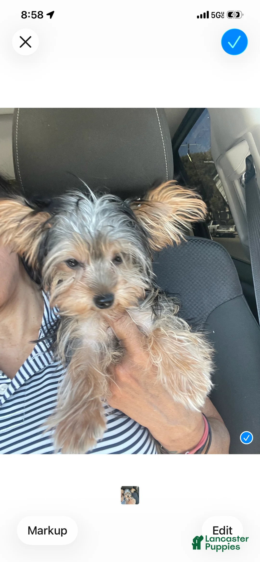 Morkie dogs for sale: Morkie Puppy 2 - Ad 2