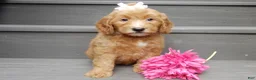 Mini Goldendoodle dogs for sale: Ginger - Ad 4