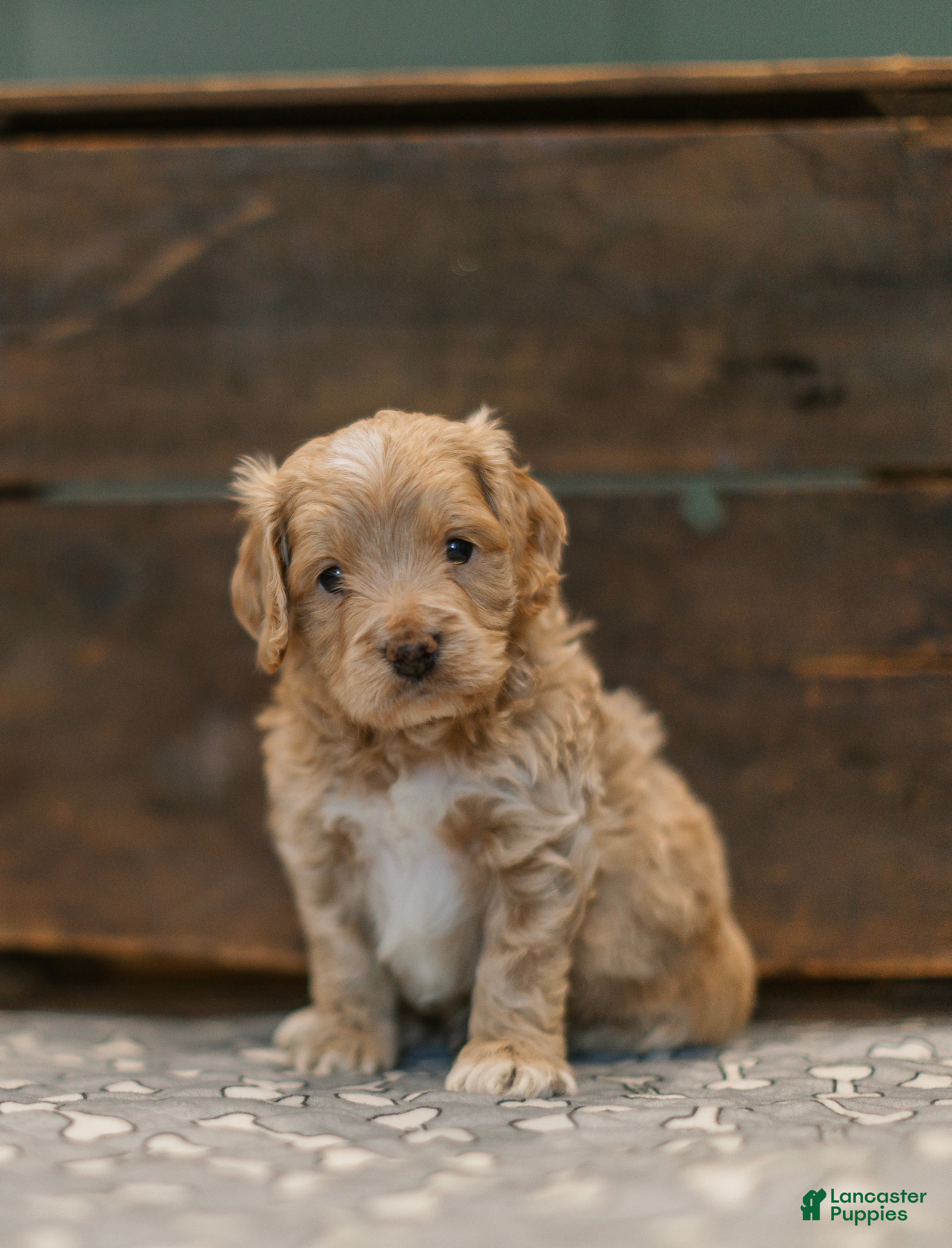 Cockapoo dogs Jonah  - Ad 32