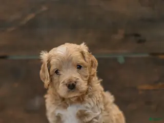 Cockapoo dogs Jonah - Ad 32
