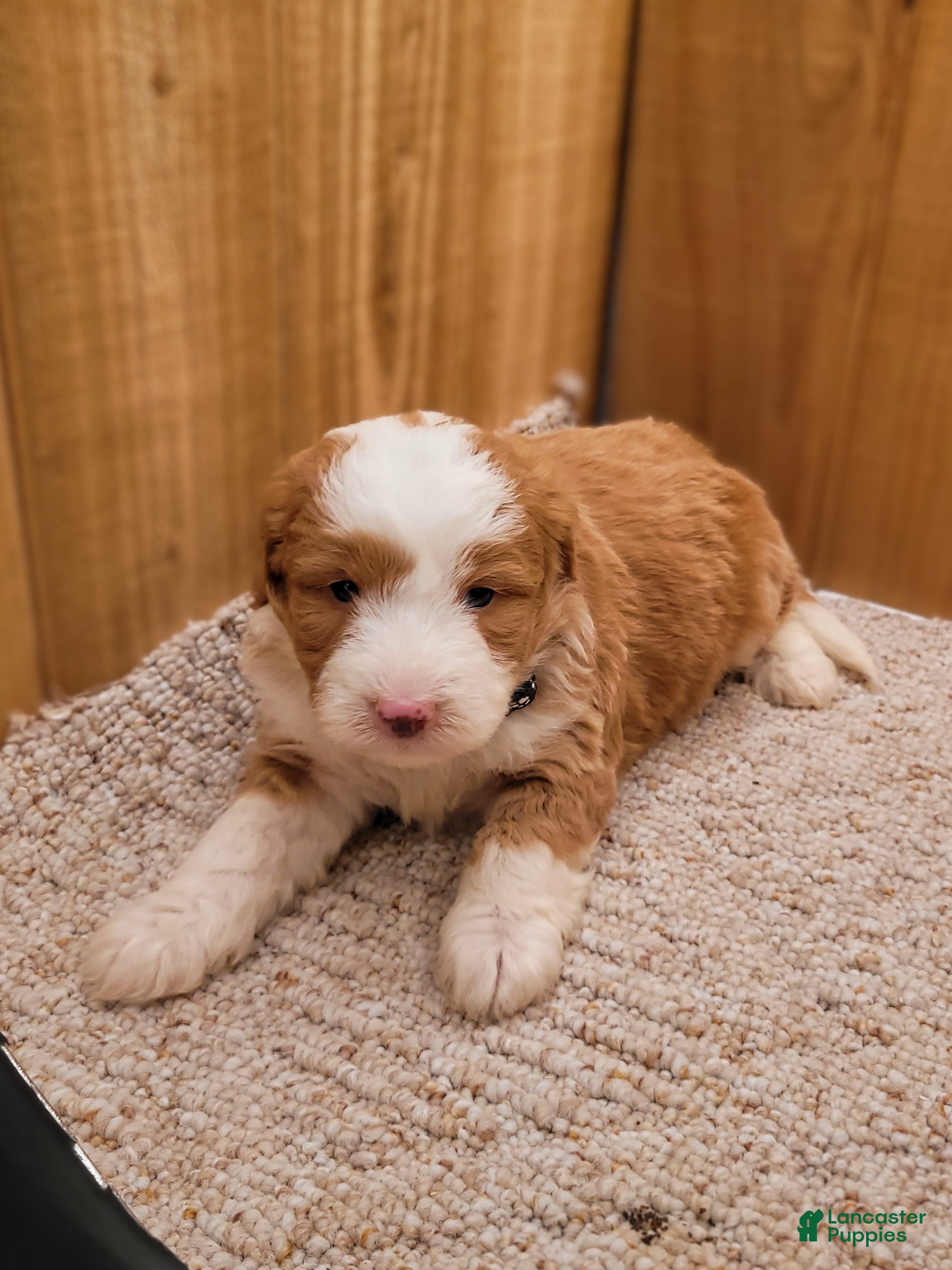 Mini Bernedoodle dogs Mason - Ad 1