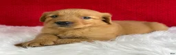 Golden Retriever dogs for sale: Bailey - Ad 6