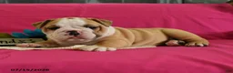 English Bulldog dogs for sale: Yvett - Ad 7