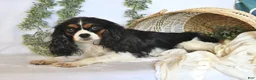 Mixed Breed dogs for sale: Sage - Ad 4