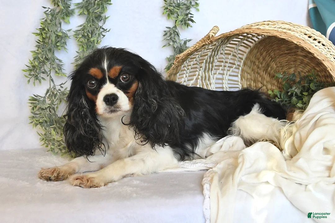 Mixed Breed dogs for sale: Sage - Ad 4