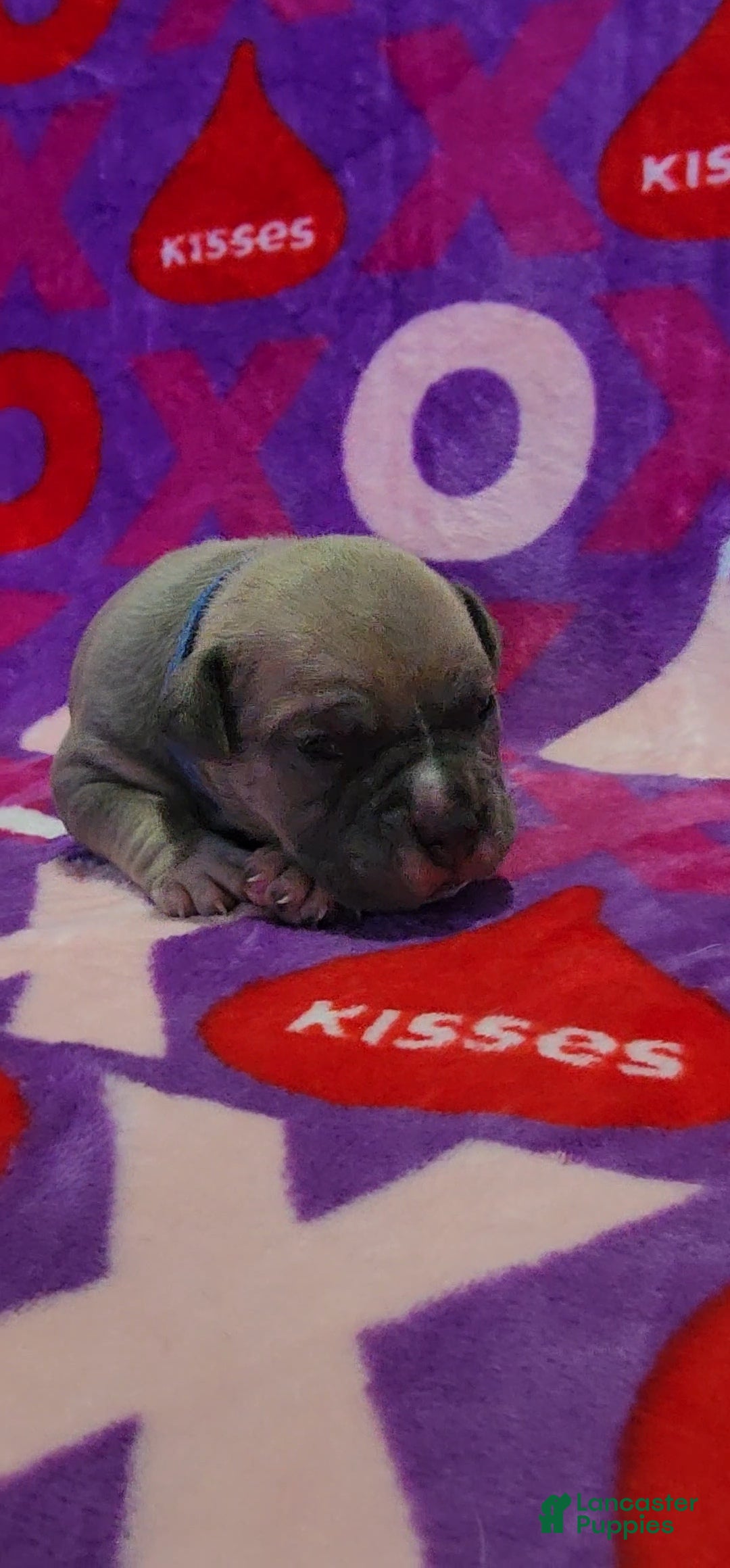 American Bully dogs Montana - Ad 39