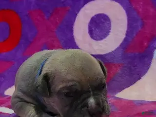 American Bully dogs Montana - Ad 39