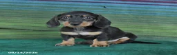 Miniature Dachshund dogs for sale: Rosie - Ad 4